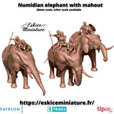 Numide sur Eléphants x3