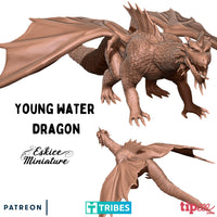 Jeune dragon d'eau